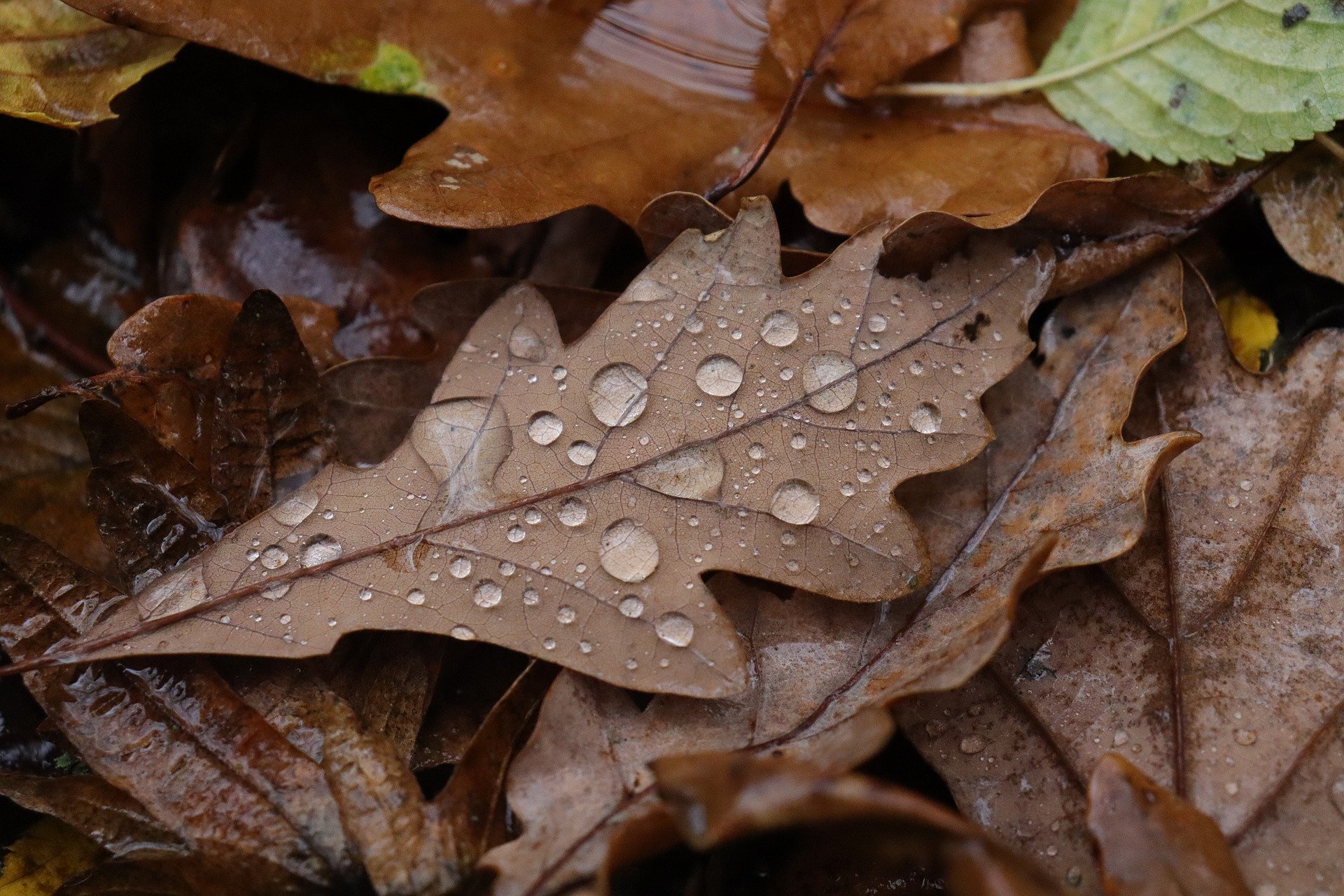  Regenpijp ontstoppen 